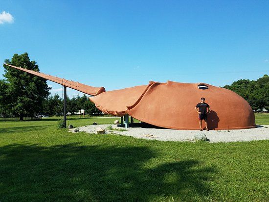 World's Largest Horseshoe Crab